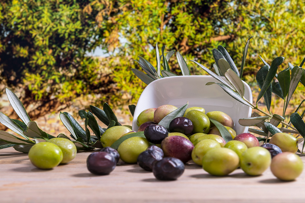 Ayvalık Zeytin Hasadı Festivali Turu-3
