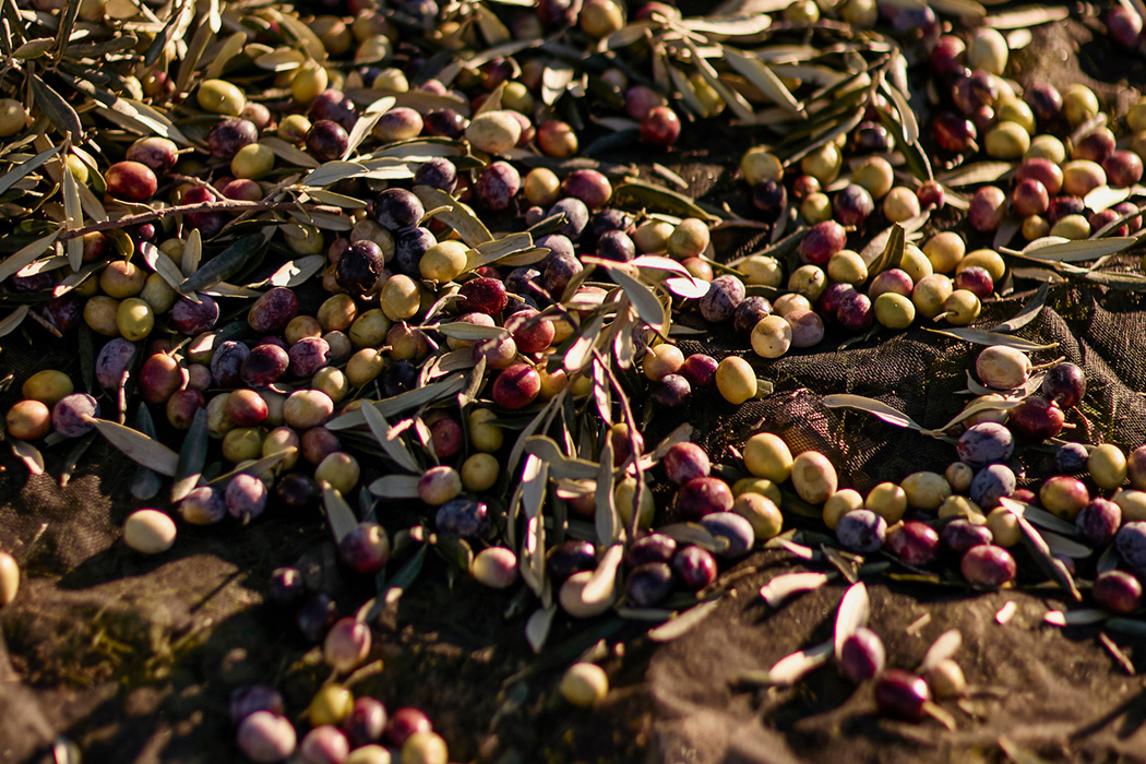 Ayvalık Zeytin Hasadı Festivali Turu-5