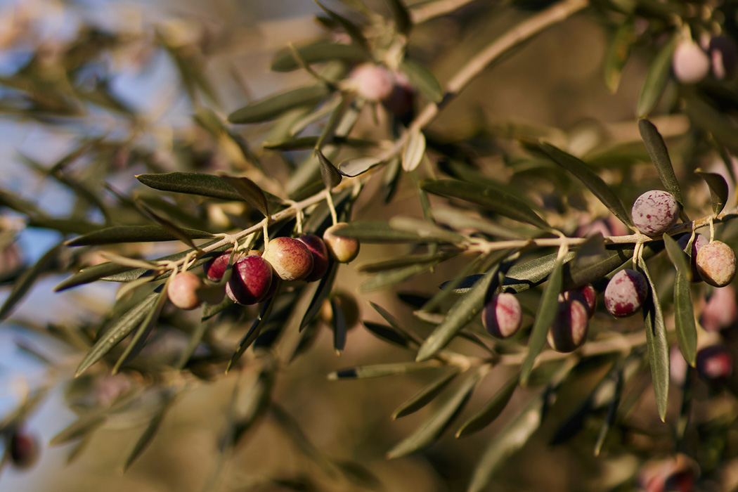 Ayvalık Zeytin Hasadı Festivali Turu-7